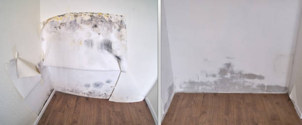 Best Office Mold Removal Services  in Morrisville, NC